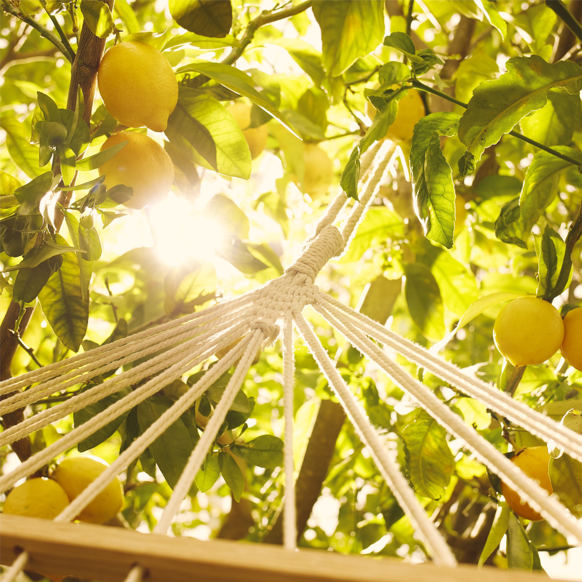 Under the Lemon Trees Under the Lemon Trees